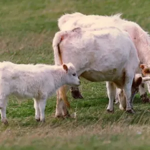 Chillingham wild cattle with new calves
