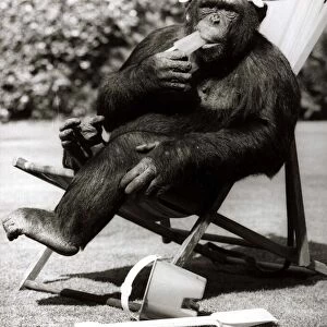 Chimp cools off in the heat with an Ice lolly - August 1983