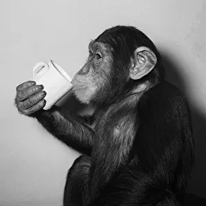 A Chimp drinking a cup of tea 1955