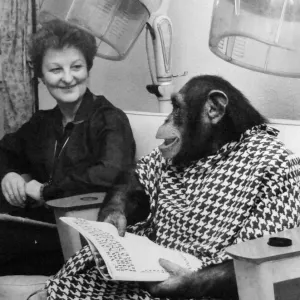 A chimp from Twycross Zoo enjoys a little pampering at the hair dressers. December 1981 A chimp from Twycross Zoo enjoys a little pampering at the hair dressers. December 1981