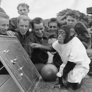 Chimpanzee August 1962 Jackie The Chimp at Flamingo Park Zoo Yorkshire discussing team