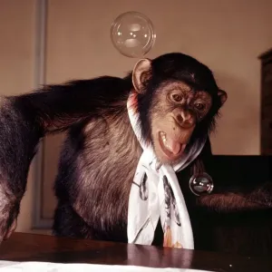 A chimpanzee at Bellue Vue Zoo blowing bubbles January 1968 A chimpanzee at Bellue Vue Zoo blowing bubbles January 1968