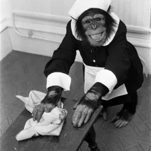 A Chimpanzee brushing up on the housework at Twycross Zoo. 30th May 1980 A Chimpanzee brushing up on the housework at Twycross Zoo. 30th May 1980
