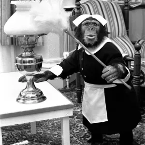 A Chimpanzee brushing up on the housework at Twycross Zoo. 30th May 1980 A Chimpanzee brushing up on the housework at Twycross Zoo. 30th May 1980