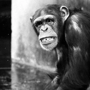 Chimpanzee at Chester Zoo April 1971 meg and sue
