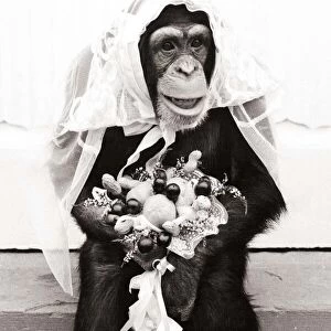 Chimpanzee dressed up in bridal wear with a veil and a bouquet of flowers