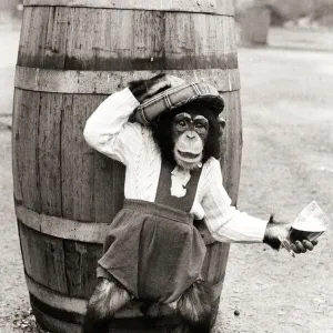 Chimpanzee in dungarees and a hat standing in front of a barrel Chimpanzee in dungarees and a hat standing in front of a barrel