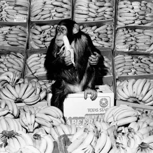 A Chimpanzee in paradise at Twycross Zoo. 20th February 1976 A Chimpanzee in paradise at Twycross Zoo. 20th February 1976