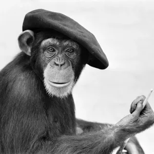 Chimpanzee seen here in London Zoo posing with his latest creation 17th May 1955 Chimpanzee seen here in London Zoo posing with his latest creation 17th May 1955