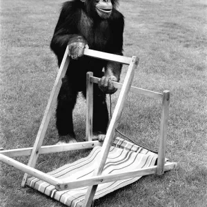 A Chimpanzee at Twycross Zoo embracing the Summer weather with a deck chair A Chimpanzee at Twycross Zoo embracing the Summer weather with a deck chair