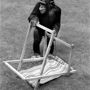 A Chimpanzee at Twycross Zoo embracing the Summer weather with a deck chair A Chimpanzee at Twycross Zoo embracing the Summer weather with a deck chair