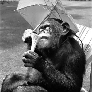 A Chimpanzee at Twycross Zoo embracing the Summer weather with an ice cream cone A Chimpanzee at Twycross Zoo embracing the Summer weather with an ice cream cone
