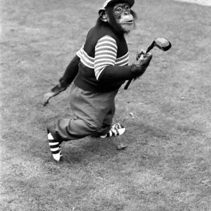 A Chimpanzee at Twycross Zoo geared up for golf. 10th September 1980 A Chimpanzee at Twycross Zoo geared up for golf. 10th September 1980