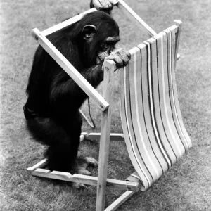 Un chimpanzé au zoo de Twycross manipulant une chaise longue. 30 août 1980.