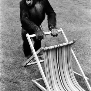 A Chimpanzee at Twycross Zoo handling a deck chair. 30th August 1980 A Chimpanzee at Twycross Zoo handling a deck chair. 30th August 1980