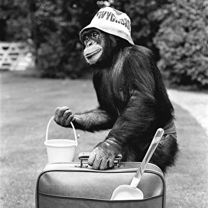 A Chimpanzee at Twycross Zoo ready for travelling. 27th May 1981