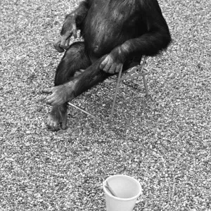 Un chimpanzé au zoo de Twycross assis sur une chaise avec un seau et une pelle à côté.