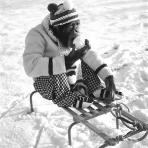 A Chimpanzee at Twycross Zoo wrapped up from the cold while posed on a sled A Chimpanzee at Twycross Zoo wrapped up from the cold while posed on a sled