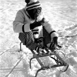 A Chimpanzee at Twycross Zoo wrapped up from the cold while posed on a sled A Chimpanzee at Twycross Zoo wrapped up from the cold while posed on a sled