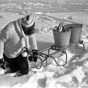A Chimpanzee wrapped up against the cold, pulling a sled loaded with fish toward A Chimpanzee wrapped up against the cold, pulling a sled loaded with fish toward