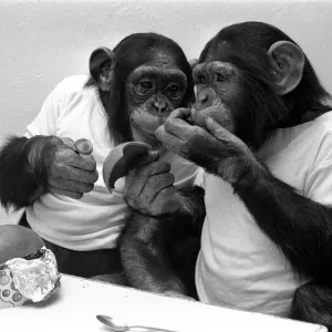 Deux chimpanzés célébrant Pâques avec des œufs de chocolat au zoo de Twycross. 25 mars 1981.