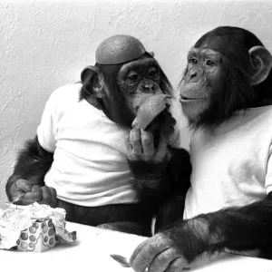Two Chimpanzees celebrating Easter with chocolate eggs at Twycross Zoo. 25th March 1981 Two Chimpanzees celebrating Easter with chocolate eggs at Twycross Zoo. 25th March 1981