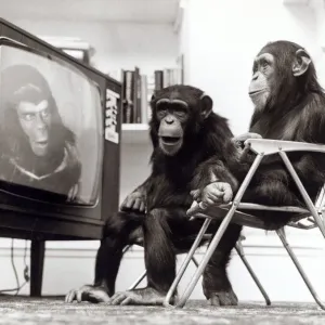 Chimpanzees Noddy and Chops Watch Planet of the Apes Print November 1974 Chimpanzees Noddy and Chops Watch Planet of the Apes Print November 1974