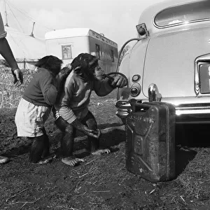 Chimps Charlie and Skipper from Chipperfields Circus syphoning petrol from a car 1957