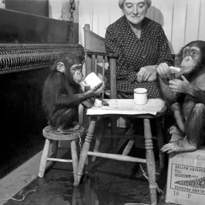 The Chimps going through their training today. March 1953 D1170-001