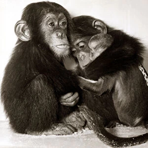 Three chimps share a hug