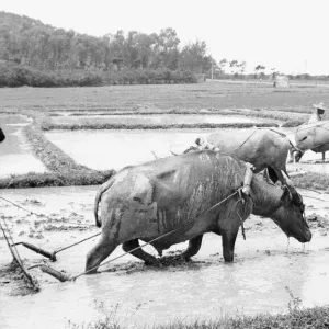 Chinese farmers working in the paddy fields outside Beijing 24th June 1979