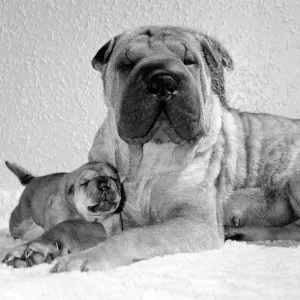 Chinese Shar-Pei Honey-Suckle'with one of her puppies Chinese Shar-Pei Honey-Suckle'with one of her puppies