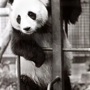 Ching Ching the Panda - September 1981 hanging about Ching Ching the Panda - September 1981 hanging about