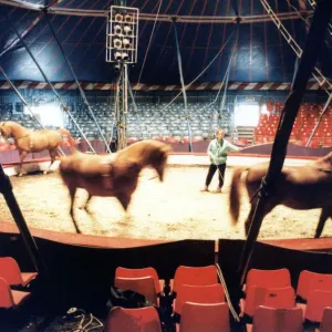 Chipperfields Circus, Sallyann Roncescu puts the arab horses through their paces Chipperfields Circus, Sallyann Roncescu puts the arab horses through their paces