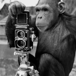 Chessington Zoo Chimp with Camera Print 1966 Chessington Zoo Chimp with Camera Print 1966