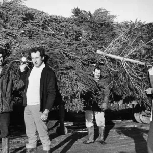Christmas comes a month early... 10, 000 Christmas trees arrived at Vincents Garden Centre Christmas comes a month early... 10, 000 Christmas trees arrived at Vincents Garden Centre