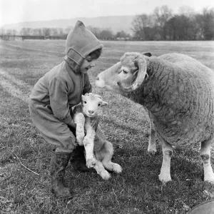 Christmas Lambs at Rye House Farm, Otford, Kent Print 1953 Christmas Lambs at Rye House Farm, Otford, Kent Print 1953