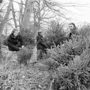 Christmas Trees being harvested, Teesside, December 1972 Christmas Trees being harvested, Teesside, December 1972