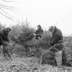 Christmas Trees being harvested, Teesside, December 1972 Christmas Trees being harvested, Teesside, December 1972