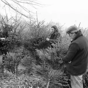 Christmas Trees being harvested, Teesside, December 1972 Christmas Trees being harvested, Teesside, December 1972