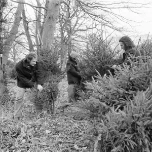 Christmas Trees being harvested, Teesside, December 1972 Christmas Trees being harvested, Teesside, December 1972