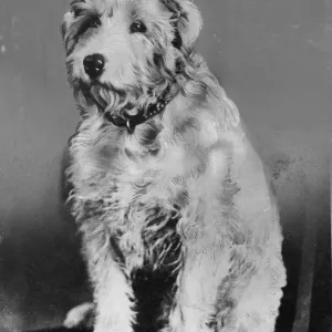 Print of Chum the Dog, a loyal canine