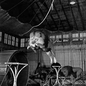 Circus lion jumping from a table inside his cage. December 1953 D7319-003