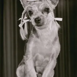 Clancy the Yorkshire Terrier Dog has all the poise of pop singing pet Boy George