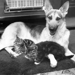 Clara the Alsatian is keen on picking up litter - a litter of kittens she has adopted Clara the Alsatian is keen on picking up litter - a litter of kittens she has adopted