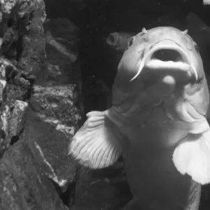 Clarisse la carpe de 44 livres au zoo de Londres aquarium prend un regard plus approfondi Miroir. Clarisse la carpe de 44 livres au zoo de Londres aquarium prend un regard plus approfondi Miroir.