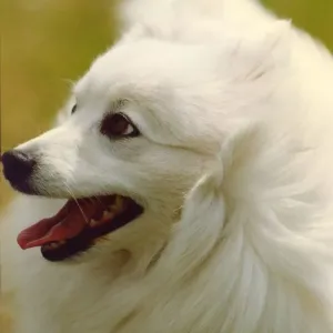 A very clean and white Japanese Spitz A very clean and white Japanese Spitz