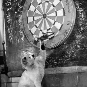 Clever kitten is Snowball. When the men in the Melting House of the Royal Mint play darts