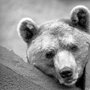 Close up picture of a bear. January 1975 75-00240-003