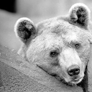 Close up picture of a bear. January 1975 75-00240-016